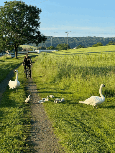 tempImagee4739h.gif